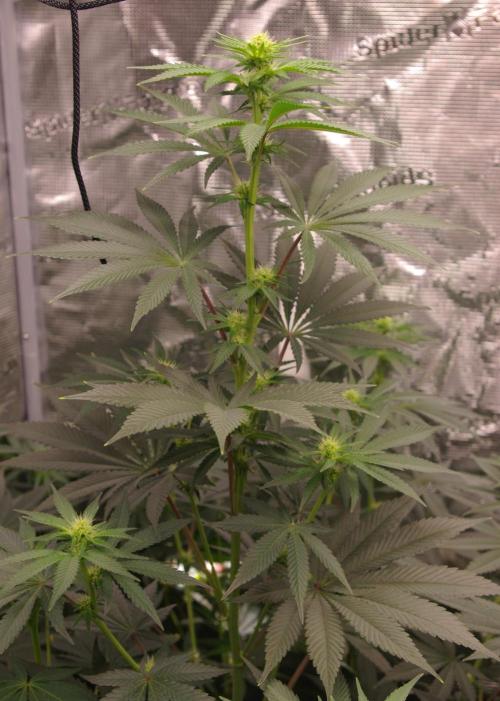 Dragon Milk Sensi Seeds. Week 8