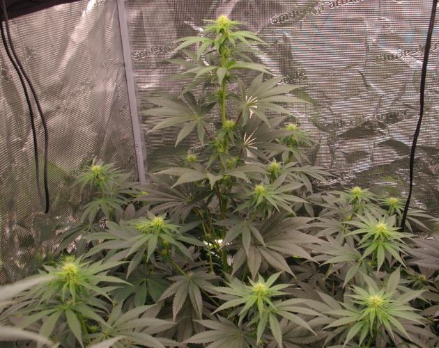 Dragon Milk Sensi Seeds. Week 8