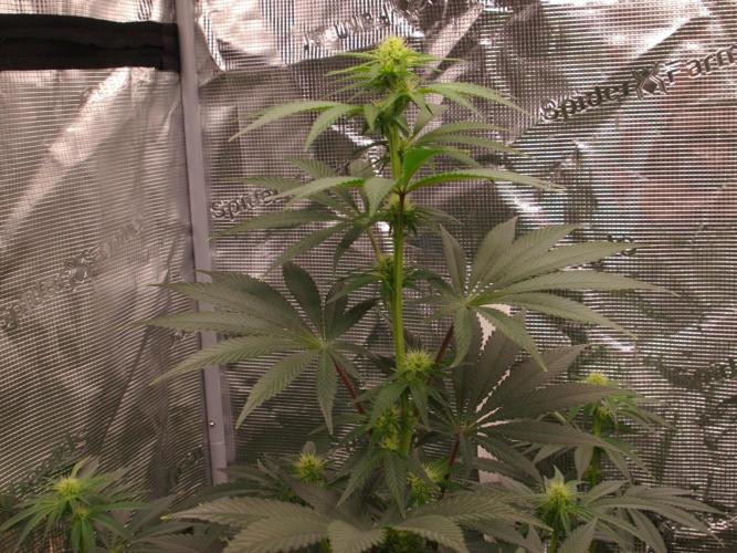Dragon Milk Sensi Seeds. Week 8