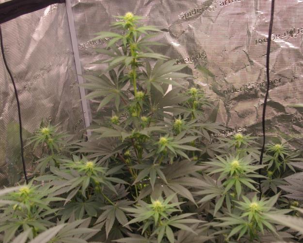 Dragon Milk Sensi Seeds. Week 8