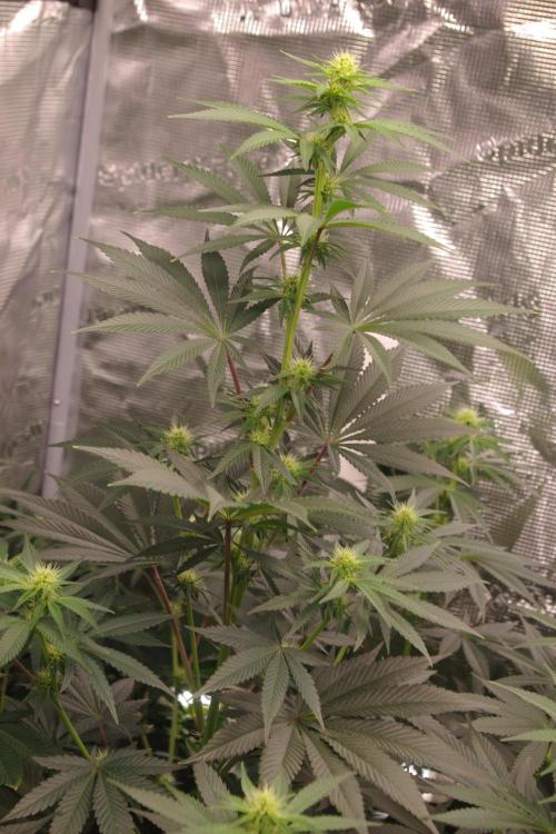 Dragon Milk Sensi Seeds. Week 8