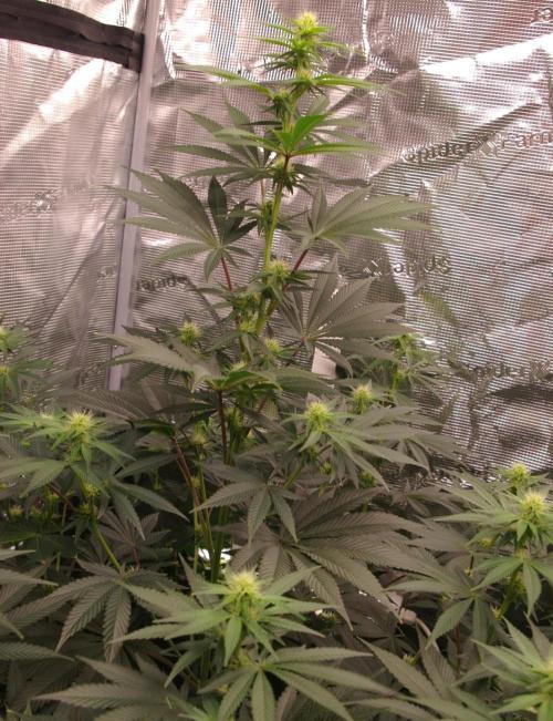 Dragon Milk Sensi Seeds. Week 8