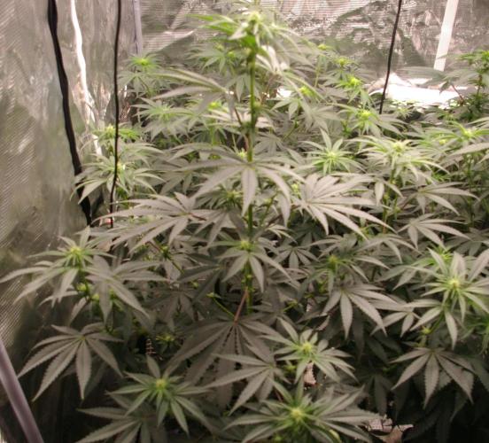 Sticky Berry Mints sensi seeds. Week 8