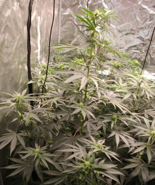 Sticky Berry Mints sensi seeds. Week 8