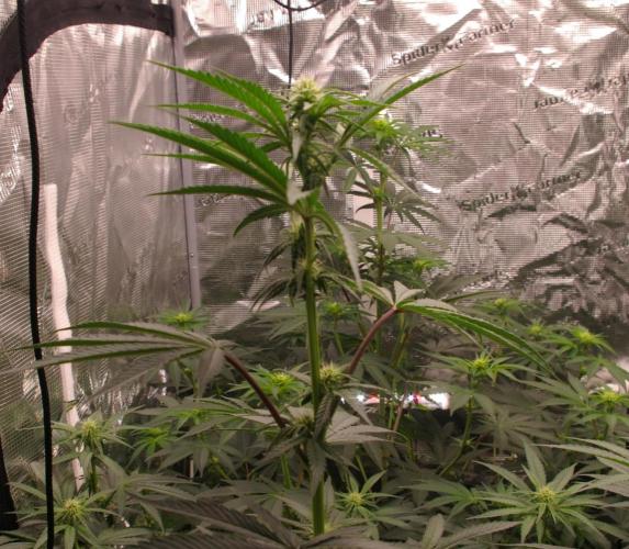 Sticky Berry Mints sensi seeds. Week 8