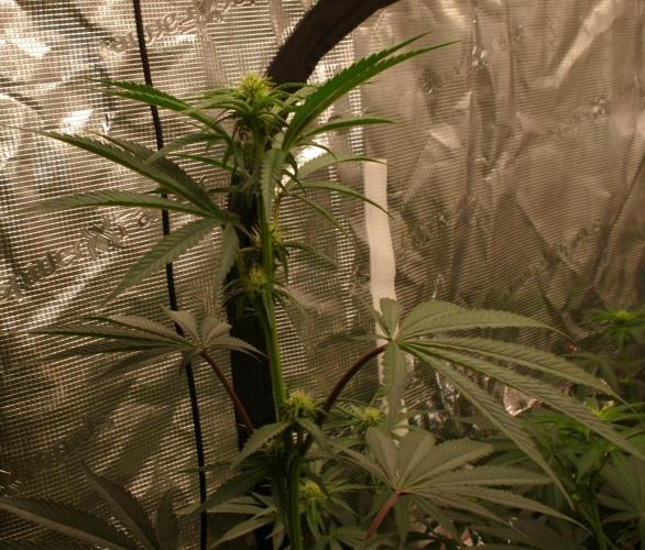 Sticky Berry Mints sensi seeds. Week 8