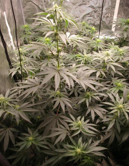 Sticky Berry Mints sensi seeds. Week 8