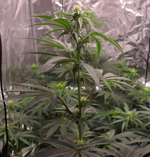 Sticky Berry Mints sensi seeds. Week 8