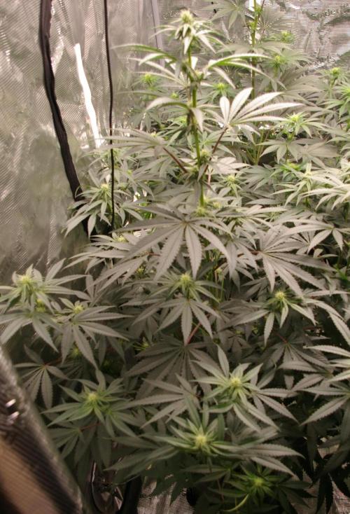 Sticky Berry Mints sensi seeds. Week 8