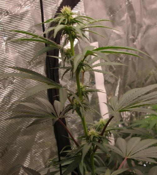 Sticky Berry Mints sensi seeds. Week 8