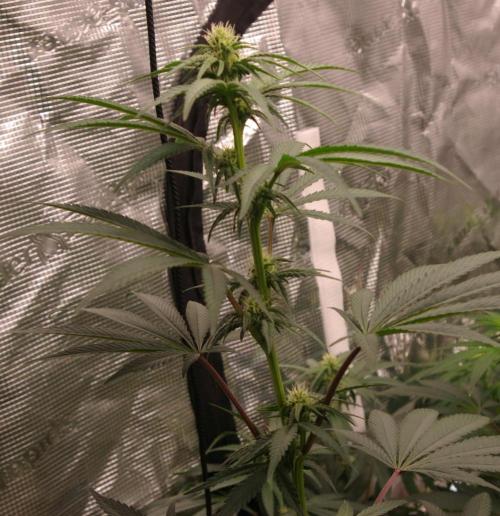 Sticky Berry Mints sensi seeds. Week 8