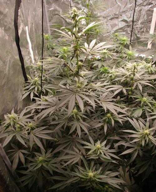 Sticky Berry Mints sensi seeds. Week 8