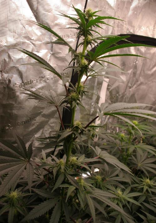 Sticky Berry Mints sensi seeds. Week 8