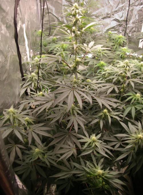 Sticky Berry Mints sensi seeds. Week 8