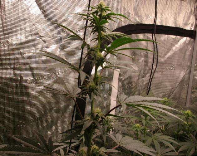 Sticky Berry Mints sensi seeds. Week 8