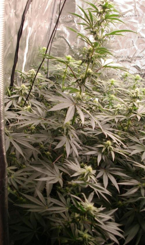 Sticky Berry Mints sensi seeds. Week 8