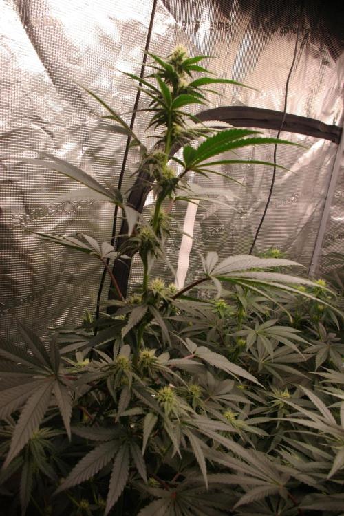 Sticky Berry Mints sensi seeds. Week 8