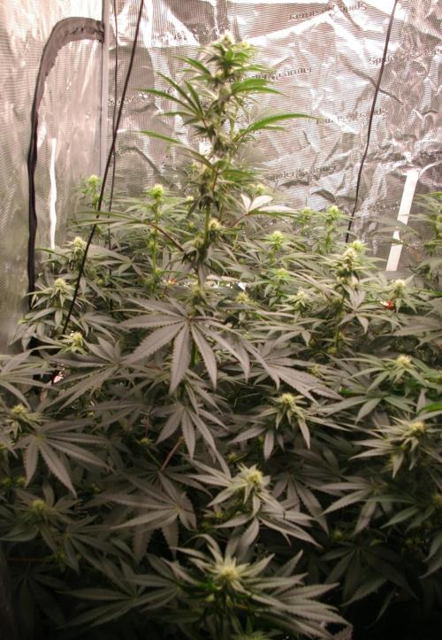 Sticky Berry Mints sensi seeds. Week 8
