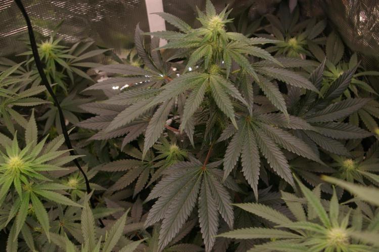 Jelly Cake Barney's Farm. Week 9