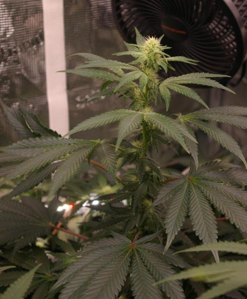 Jelly Cake Barney's Farm. Week 9
