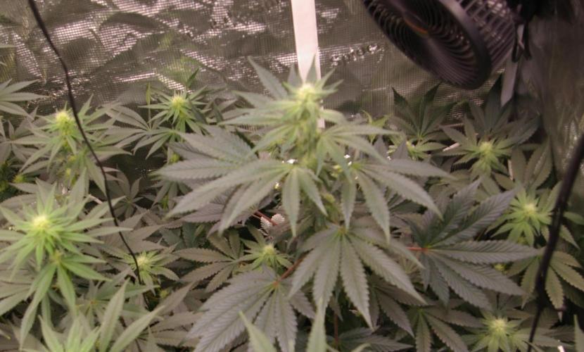 Jelly Cake Barney's Farm. Week 9