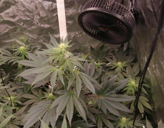 Jelly Cake Barney's Farm. Week 9