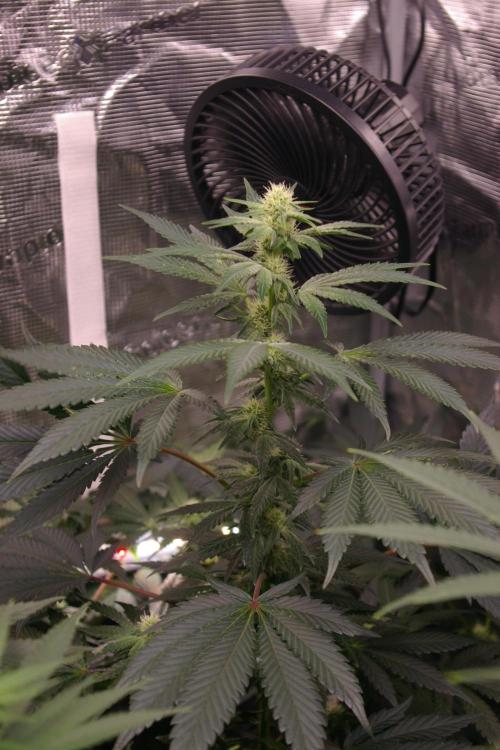 Jelly Cake Barney's Farm. Week 9