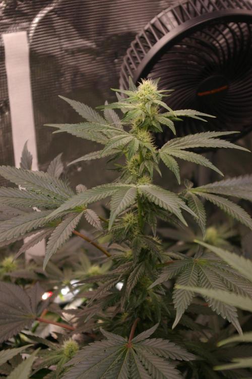 Jelly Cake Barney's Farm. Week 9