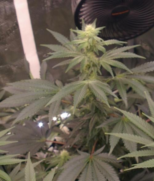 Jelly Cake Barney's Farm. Week 9