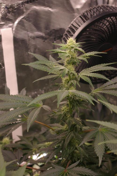 Jelly Cake Barney's Farm. Week 9