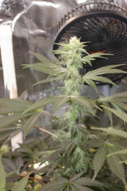 Jelly Cake Barney's Farm. Week 9
