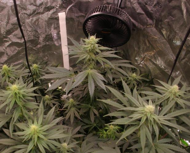 Jelly Cake Barney's Farm. Week 9