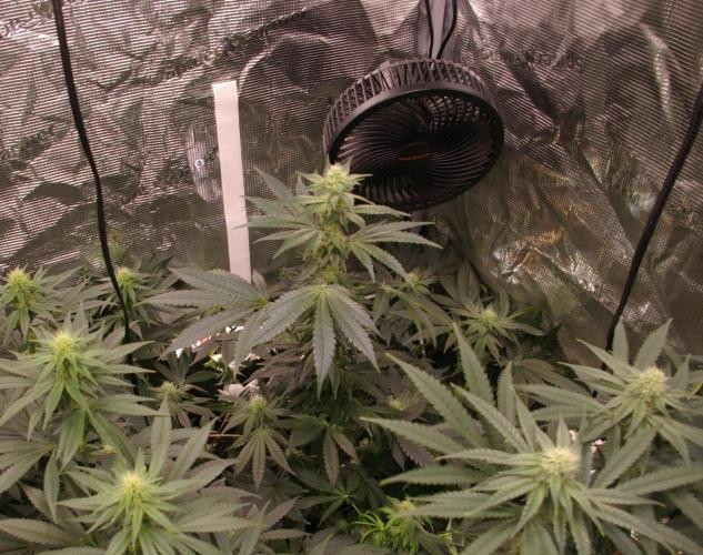 Jelly Cake Barney's Farm. Week 9