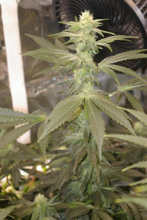 Jelly Cake Barney's Farm. Week 9
