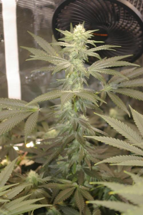 Jelly Cake Barney's Farm. Week 9