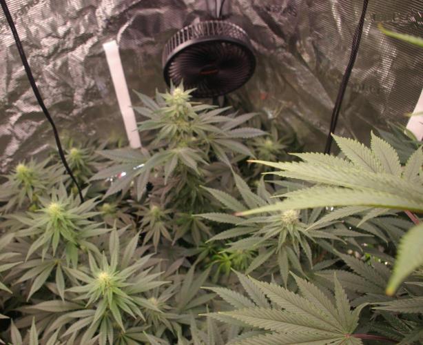 Jelly Cake Barney's Farm. Week 9