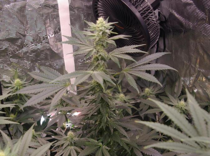 Jelly Cake Barney's Farm. Week 9