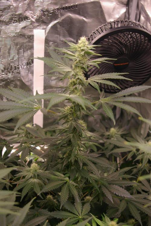Jelly Cake Barney's Farm. Week 9