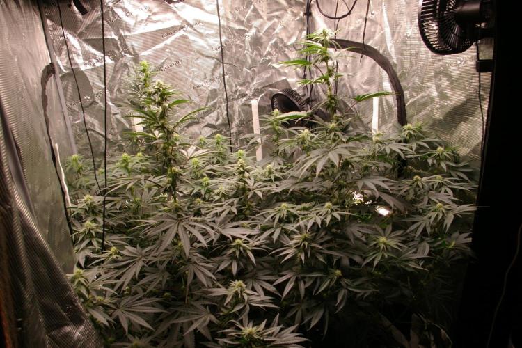 Jelly Cake Barney's Farm. Week 9