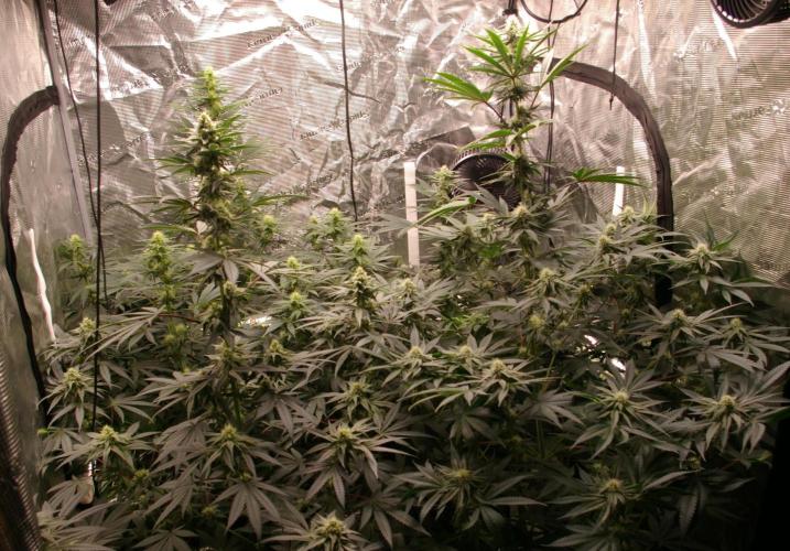 Jelly Cake Barney's Farm. Week 9