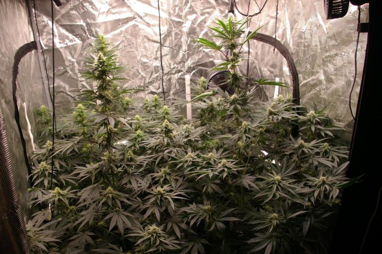 Jelly Cake Barney's Farm. Week 9