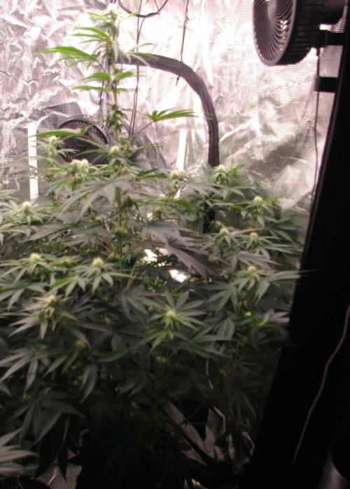 Black Lemon exotic Seed. Week 9