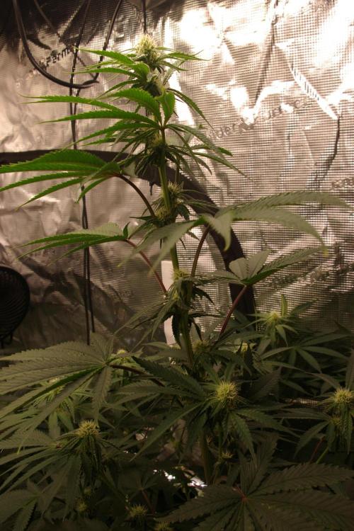 Black Lemon exotic Seed. Week 9