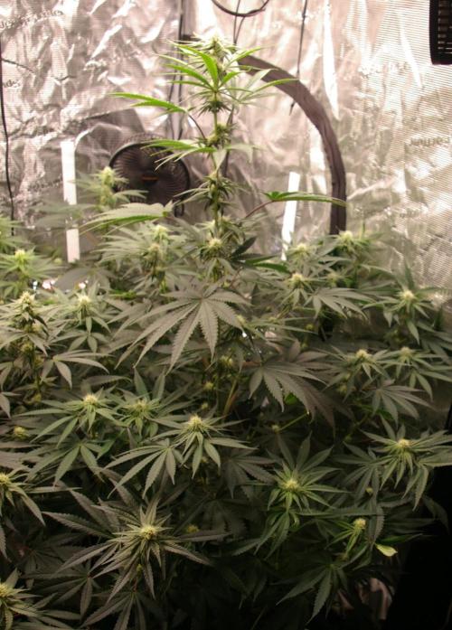 Black Lemon exotic Seed. Week 9