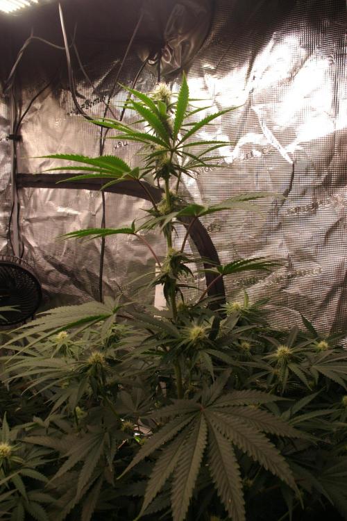 Black Lemon exotic Seed. Week 9