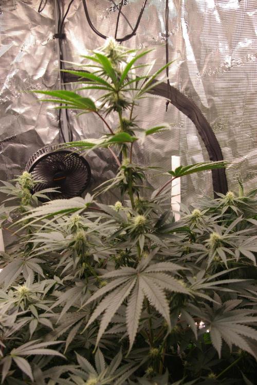 Black Lemon exotic Seed. Week 9