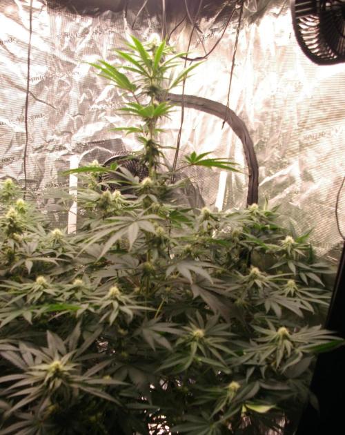 Black Lemon exotic Seed. Week 9