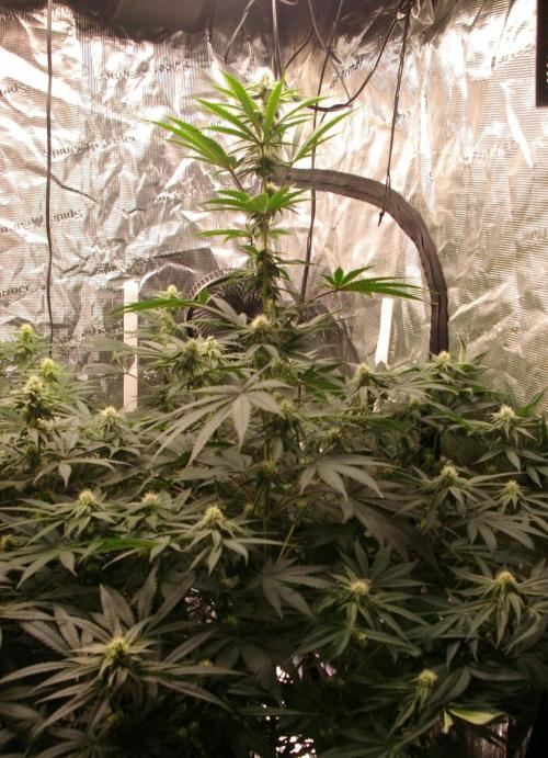 Black Lemon exotic Seed. Week 9