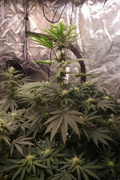 Black Lemon exotic Seed. Week 9