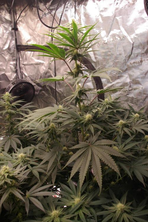 Black Lemon exotic Seed. Week 9